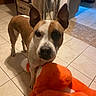 Persee a rejoint le concours — aidez-le/la à gagner de superbes lots ! animal, background, brown_and_white, candle_lantern, companion, curious, dog, domestic, floor, home, indoor, large_ears, lighting, looking_at_camera, orange_toy, pet, plush_toy, tile_floor, toy, wooden_furniture