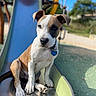 animal, blue, collar, cute, daytime, dog, ears, grass, green, leash, metal, nature, outdoor, pet, playground, puppy, sitting, slide, sunny, young