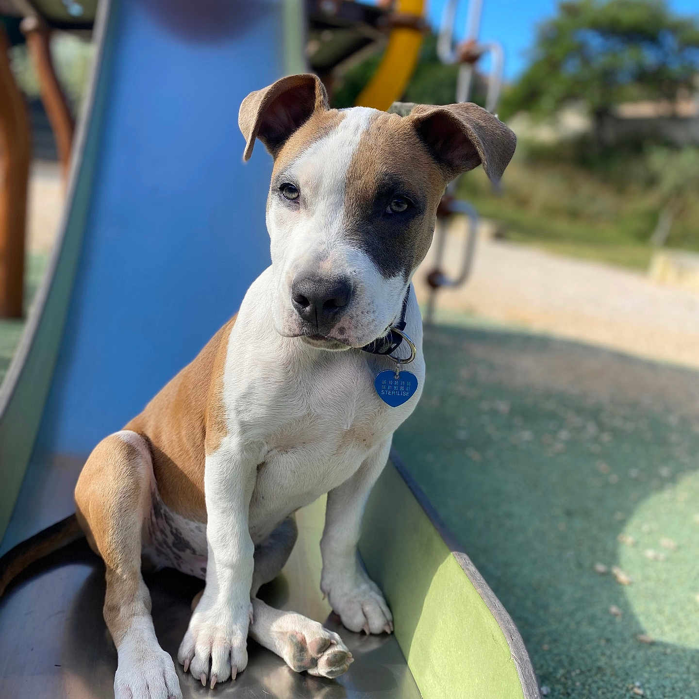 Persee participe au concours pour gagner de l'argent avec cette photo : animal, blue, collar, cute, daytime, dog, ears, grass, green, leash, metal, nature, outdoor, pet, playground, puppy, sitting, slide, sunny, young