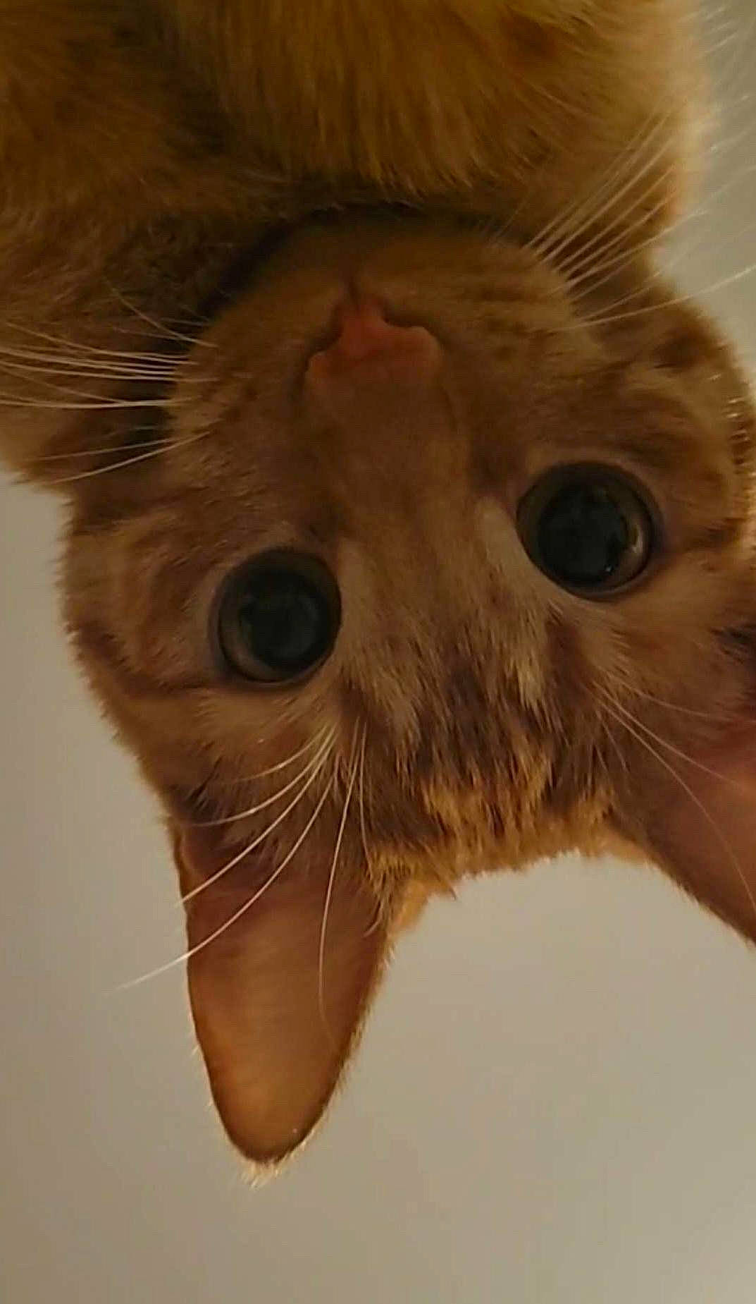 Peach participe au concours pour gagner de l'argent avec cette photo : carnivore, cat, claw, domestic_short_haired_cat, ear, eye, fawn, felidae, fur, hair, head, paw, sink, small_to_medium_sized_cats, snout, tail, terrestrial_animal, whiskers, window