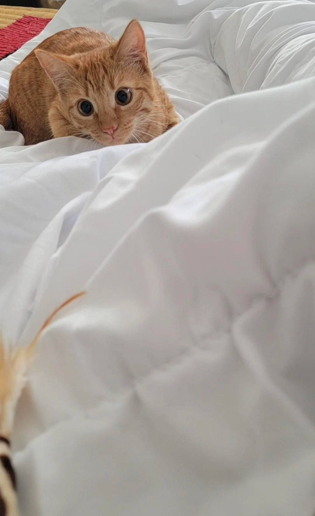 Peach a rejoint le concours — aidez-le/la à gagner de superbes lots ! bed, bed_sheet, bedding, blanket, carnivore, cat, comfort, domestic_short_haired_cat, duvet, felidae, fur, linens, paper_bag, peach, sleeve, small_to_medium_sized_cats, terrestrial_animal, whiskers