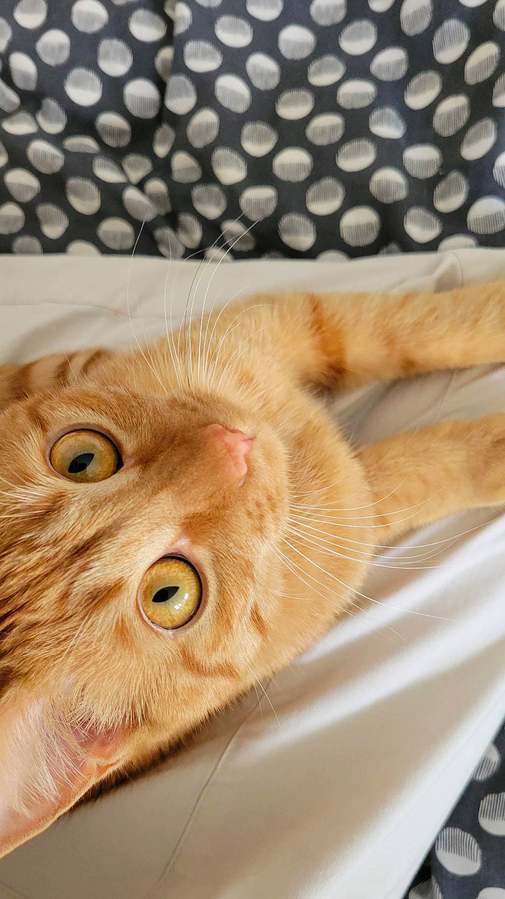 Peach a rejoint le concours — aidez-le/la à gagner de superbes lots ! carnivore, cat, claw, comfort, domestic_short_haired_cat, ear, eye, fawn, felidae, fur, head, iris, nose, pattern, paw, small_to_medium_sized_cats, snout, tail, whiskers, wood