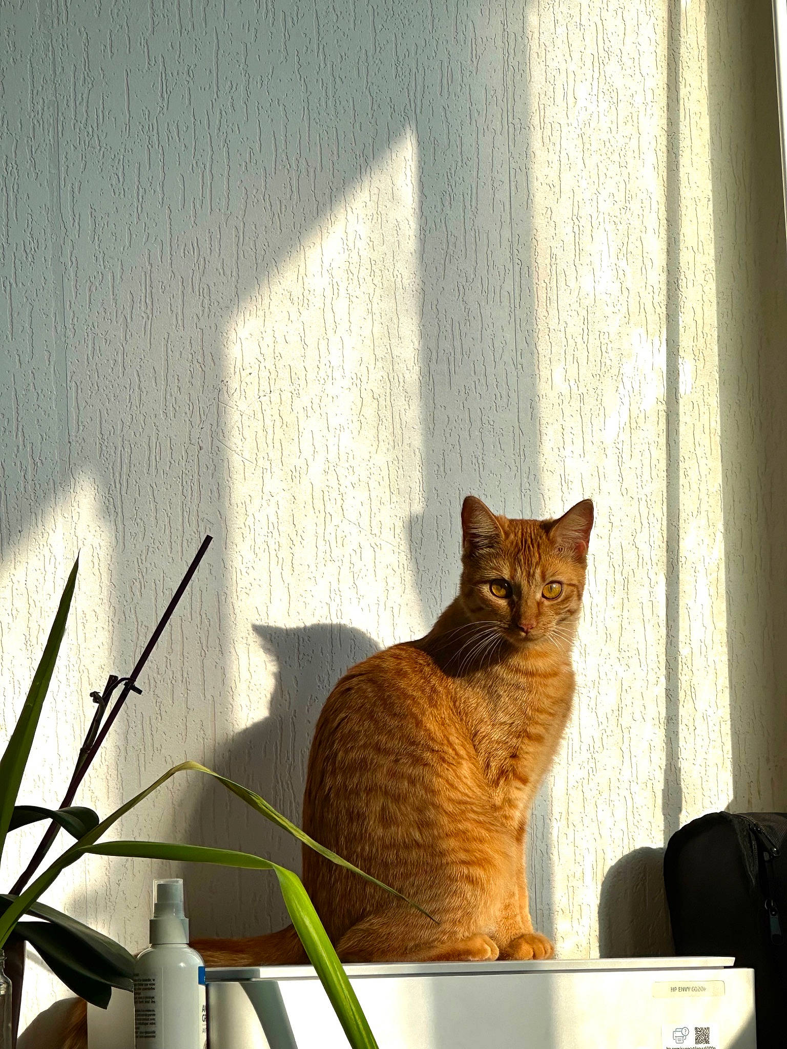 Peach participe au concours pour gagner de l'argent avec cette photo : carnivore, cat, chair, domestic_short_haired_cat, fawn, felidae, flooring, flowerpot, fur, house, houseplant, plant, shadow, small_to_medium_sized_cats, tail, tints_and_shades, tree, whiskers, window, wood