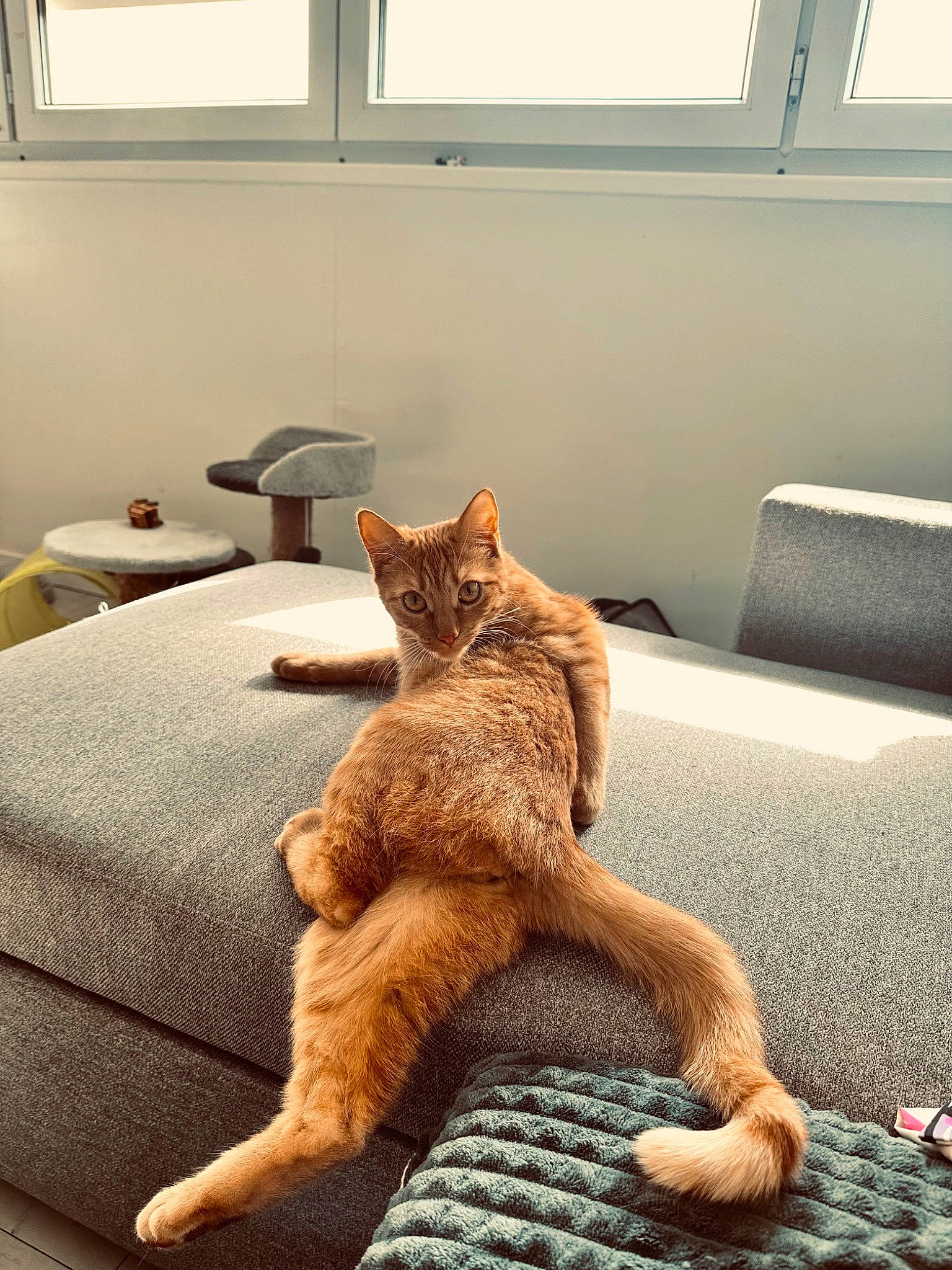 Peach participe au concours pour gagner de l'argent avec cette photo : carnivore, cat, comfort, companion_dog, couch, fawn, felidae, floor, flooring, grey, hardwood, human_leg, linens, small_to_medium_sized_cats, snout, tail, textile, whiskers, window, wood