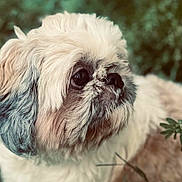 Pomme participe au concours pour gagner de l'argent avec cette photo : adorable, big_eyes, blur_background, bokeh, brown_fur, close_up, companion, cute, dog, fur, grass, head_shot, nose, outdoor, pet, portrait, shih_tzu, small_breed, whiskers, white_fur
