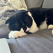 Bowie a rejoint le concours — aidez-le/la à gagner de superbes lots ! cat, black_and_white, sleeping, paws, couch, blanket, indoor, cozy, fur, whiskers, resting, pet, animal, soft, relaxing, closeup, feline, home, nap, comfortable