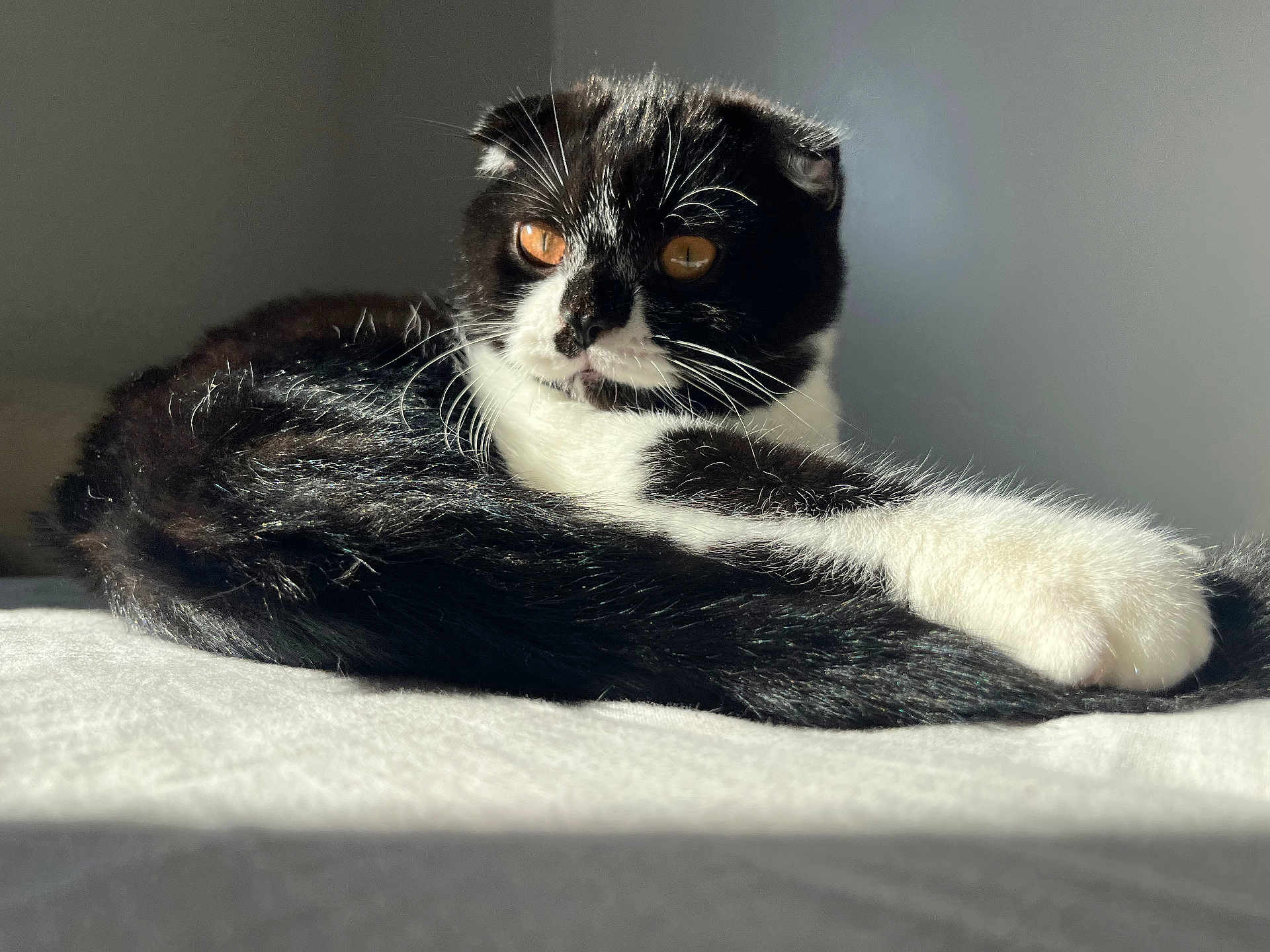 Bowie