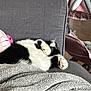 Bowie a rejoint le concours — aidez-le/la à gagner de superbes lots ! cat, black_and_white, couch, blanket, indoor, relaxed, pet, furniture, cozy, sleeping, paw, soft_toy, baby_stroller, home, comfort, resting, feline, fur, living_room, cute