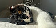 Bowie participe au concours pour gagner de l'argent avec cette photo : animal, black_and_white, cat, close_up, cozy, cute, feline, fur, home, indoor, laying, paw, pet, portrait, relaxed, resting, sleepy, soft_surface, sunlight, whiskers