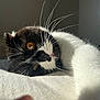 Bowie participe au concours pour gagner de l'argent avec cette photo : cat, black_and_white, whiskers, paw, close_up, sunlight, fur, sleepy, pet, indoor, resting, cute, animal, feline, soft_surface, relaxed, portrait, cozy, laying, home