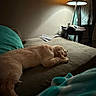 Demi joined the competition — help win amazing prizes! dog, puppy, golden_retriever, sleeping, couch, lamp, indoor, cozy, blanket, pillow, furniture, table, warm_light, resting, pet, home, relaxation, animal, quiet, calm