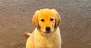 Demi joined the competition — help win amazing prizes! puppy, dog, golden_retriever, sitting, outdoor, fur, pet, animal, cute, waiting, looking_up, young, adorable, canine, friend, mammal, companion, portrait, young_animal, brown