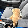 puppy, dog, golden_retriever, car_interior, car_seat, cup_holder, sleeping, resting, gray, center_console, door_panel, window_controls, cozy, fluffy, young_dog, pet, animal, cute, transportation, indoor