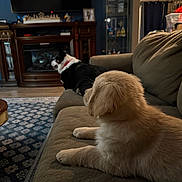Demi joined the competition — help win amazing prizes! dog, puppy, couch, living_room, carpet, furniture, indoor, pet, canine, golden_puppy, black_and_white_dog, relaxing, home, decor, blanket, television, cabinet, wood_floor, cozy, domestic