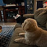dog, puppy, couch, living_room, carpet, furniture, indoor, pet, canine, golden_puppy, black_and_white_dog, relaxing, home, decor, blanket, television, cabinet, wood_floor, cozy, domestic