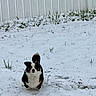dog, snow, grass, outdoor, pet, animal, winter, fence, yard, black_and_white, fluffy, cute, standing, cold, nature, canine, fur, tail, ears, playful