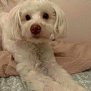Prince is registered to the contest to win money with this photo: dog, white_dog, pet, indoor, bed, blanket, fur, cute, animal, stretching, nose, eyes, cozy, portrait, mammal, companion, canine, soft_lighting, curious, relaxed