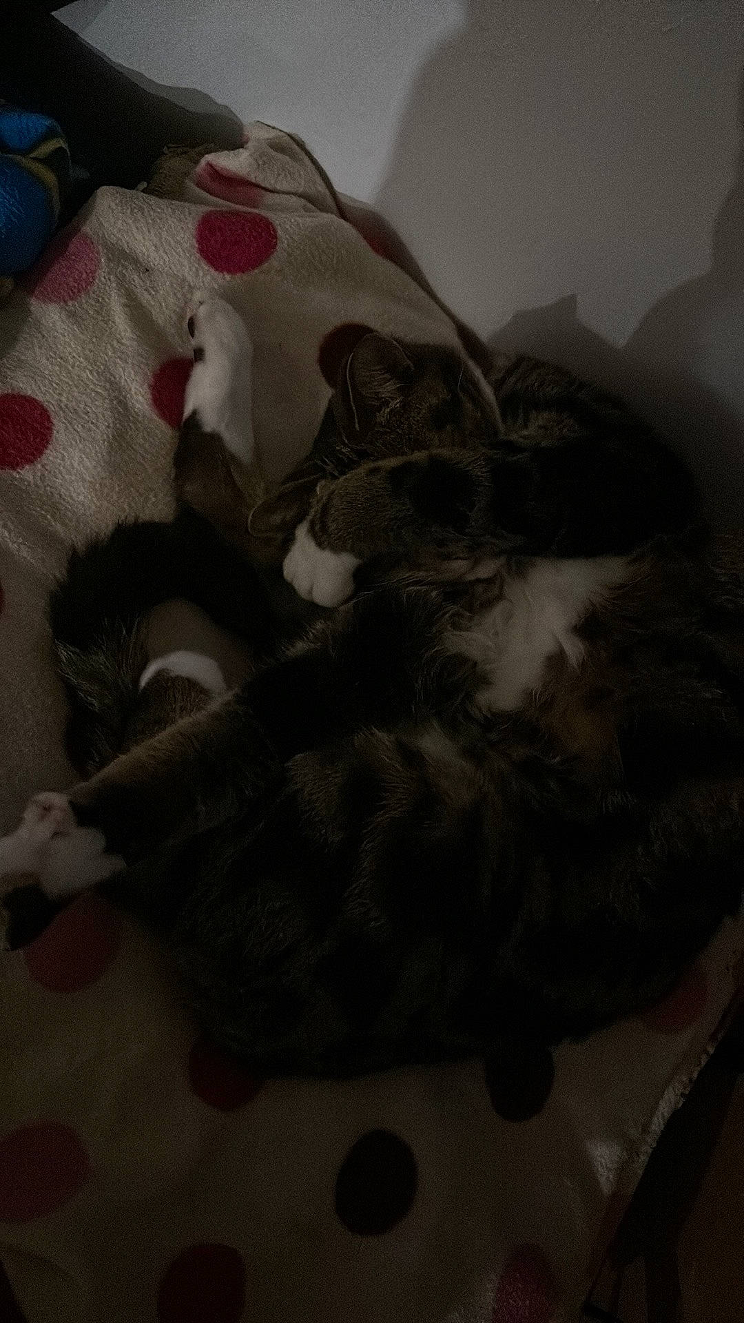 Twix is registered to the contest to win money with this photo: bedding, canidae, carmine, carnivore, cat, comfort, companion_dog, dog_breed, domestic_short_haired_cat, fawn, felidae, fur, grey, linens, paw, room, small_to_medium_sized_cats, sporting_group, tail, whiskers