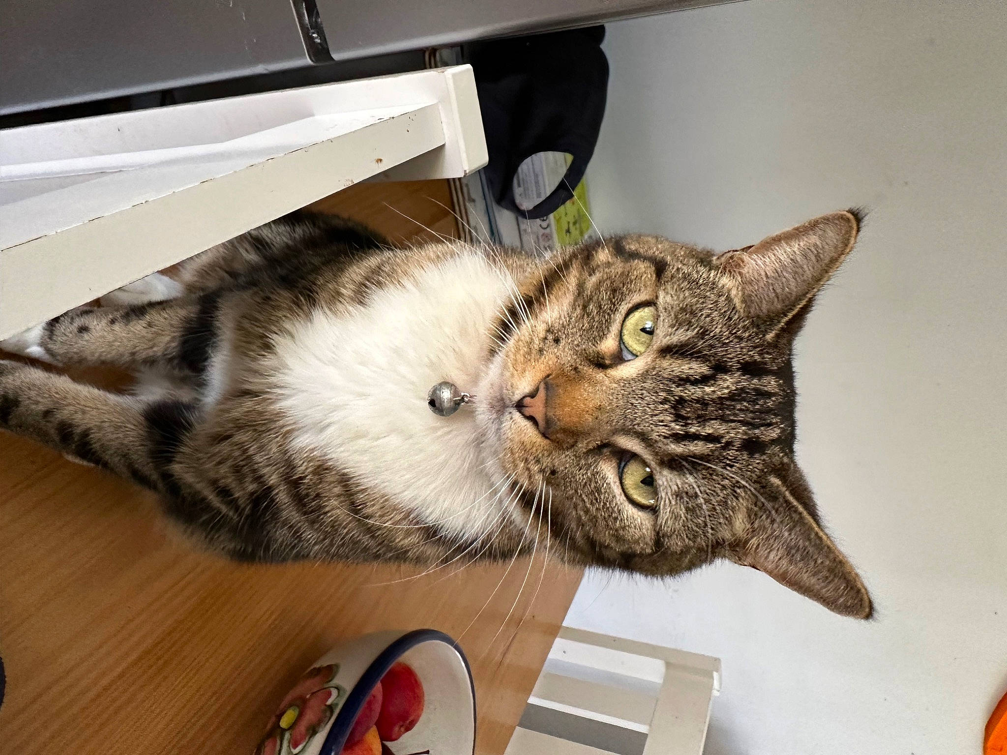 Twix joined the competition — help win amazing prizes! box, carnivore, cat, claw, comfort, cutlery, domestic_short_haired_cat, door, ear, felidae, fur, kitchen_utensil, mouse, paw, small_to_medium_sized_cats, snout, tail, vehicle, whiskers, window