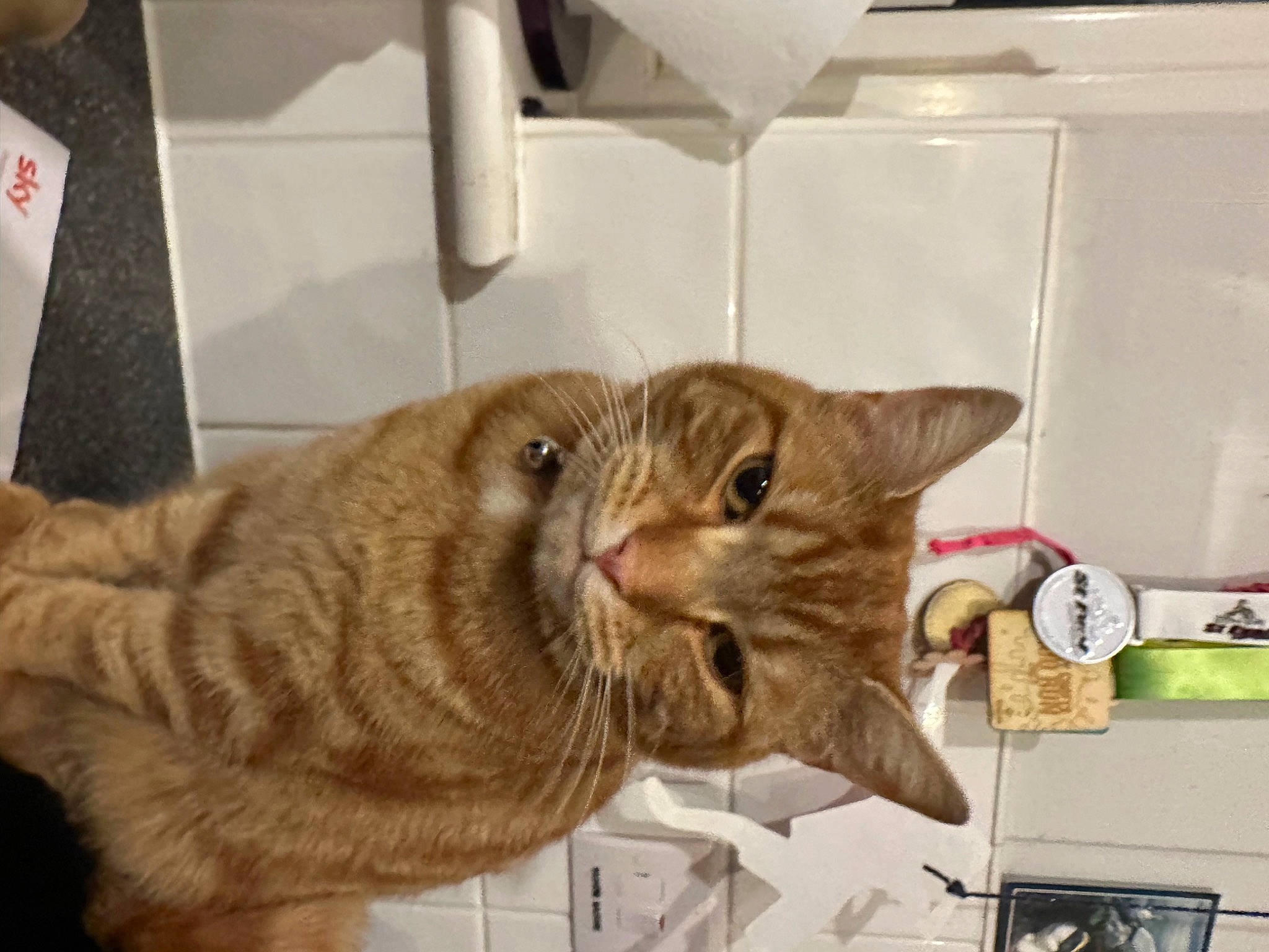 Trigger is registered to the contest to win money with this photo: carnivore, cat, claw, comfort, domestic_short_haired_cat, ear, fawn, felidae, fur, paw, room, small_to_medium_sized_cats, snout, tail, terrestrial_animal, whiskers