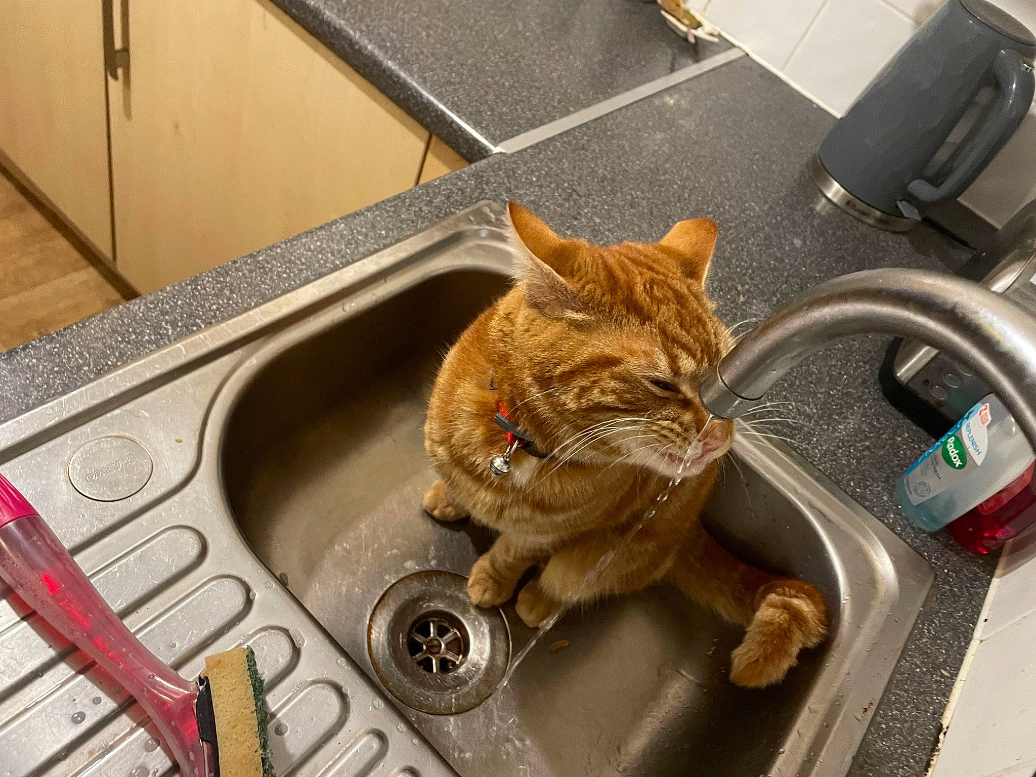 Trigger is registered to the contest to win money with this photo: audio_equipment, auto_part, brown, carnivore, cat, claw, domestic_short_haired_cat, fawn, felidae, fur, gas, metal, motor_vehicle, plumbing_fixture, sink, small_to_medium_sized_cats, tap, vehicle_door, whiskers, wood