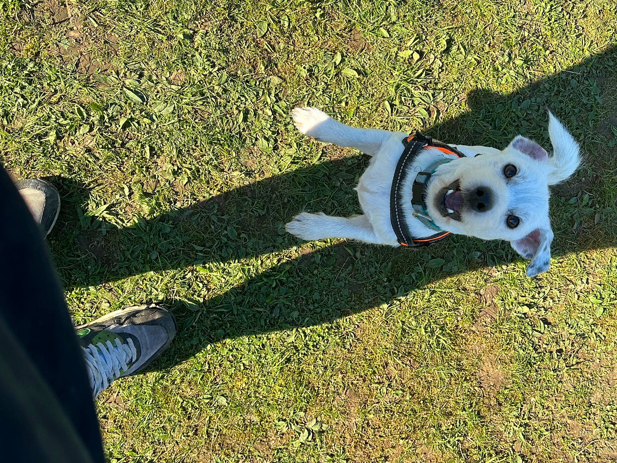 Teddy is registered to the contest to win money with this photo: canidae, carmine, carnivore, companion_dog, dog, dog_breed, dog_supply, fawn, flooring, grass, lawn, people_in_nature, shadow, snout, sporting_group, tail, tints_and_shades, toy, toy_dog, working_animal