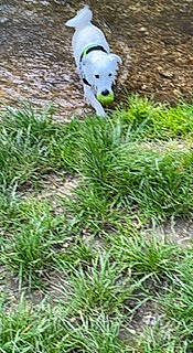 Teddy is registered to the contest to win money with this photo: canidae, carnivore, companion_dog, dog, dog_breed, dog_supply, fawn, grass, grass_family, grassland, groundcover, herbaceous_plant, pasture, pet_supply, plant, sporting_group, tail, terrestrial_animal, terrestrial_plant, working_animal