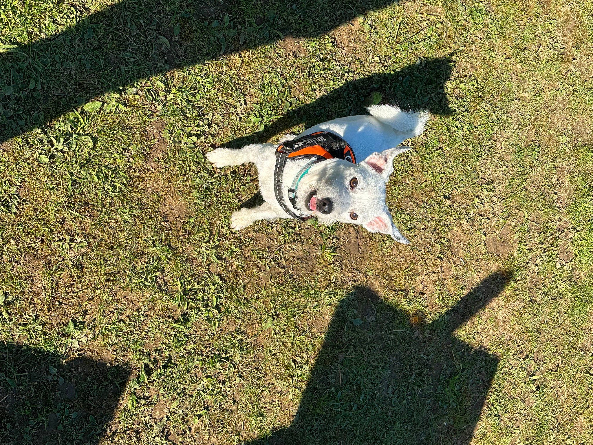 Teddy joined the competition — help win amazing prizes! asphalt, canidae, carmine, carnivore, companion_dog, dog, dog_breed, grass, grassland, groundcover, lawn, people_in_nature, recreation, road_surface, shadow, sidewalk, soil, sporting_group, tail, toy