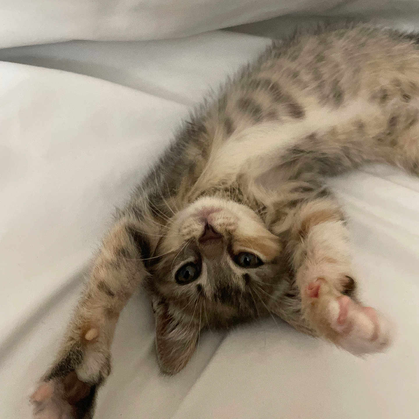 Koa is registered to the contest to win money with this photo: cat, kitten, feline, pet, animal, fluffy, tabby, upside_down, lying_down, bed, bedding, indoors, cute, playful, relaxed, paws, pink_paw_pads, whiskers, portrait, sleeping_area