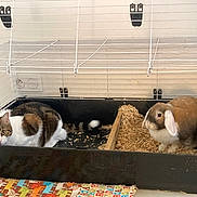 Louna a rejoint le concours — aidez-le/la à gagner de superbes lots ! animal, animal_care, calm, cat, companion, curious, cute, ears, feline, floor_mat, furry, home, indoor, mammal, pet, pet_cage, rabbit, resting, whiskers, wood_shavings