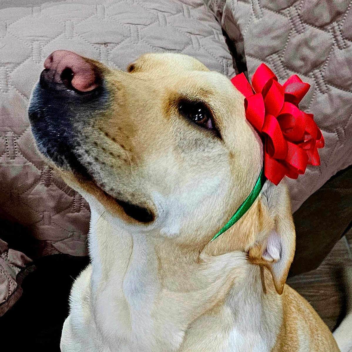 Gus