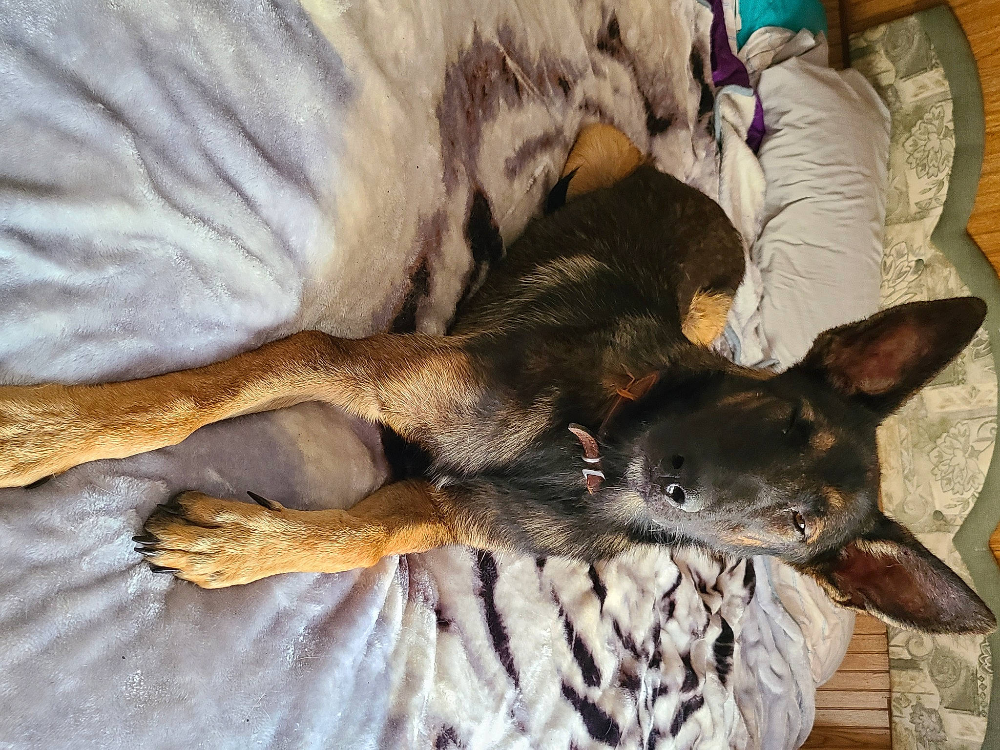 Tazer is registered to the contest to win money with this photo: canidae, carnivore, comfort, companion_dog, couch, dog, dog_breed, ear, fawn, felidae, fur, linens, mammal, paw, small_to_medium_sized_cats, snout, sporting_group, tail, whiskers, working_animal