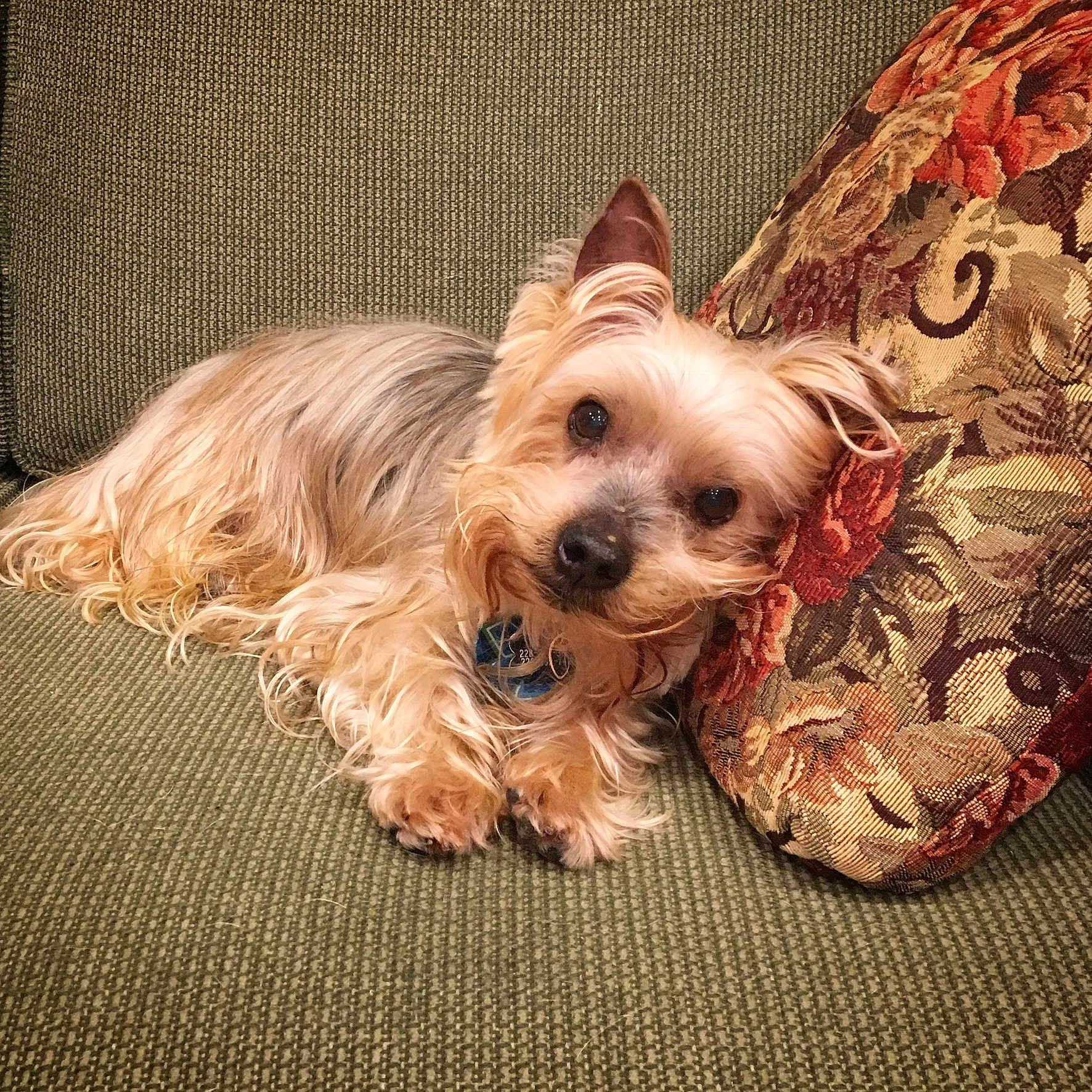 Vegas The Rescue Silky