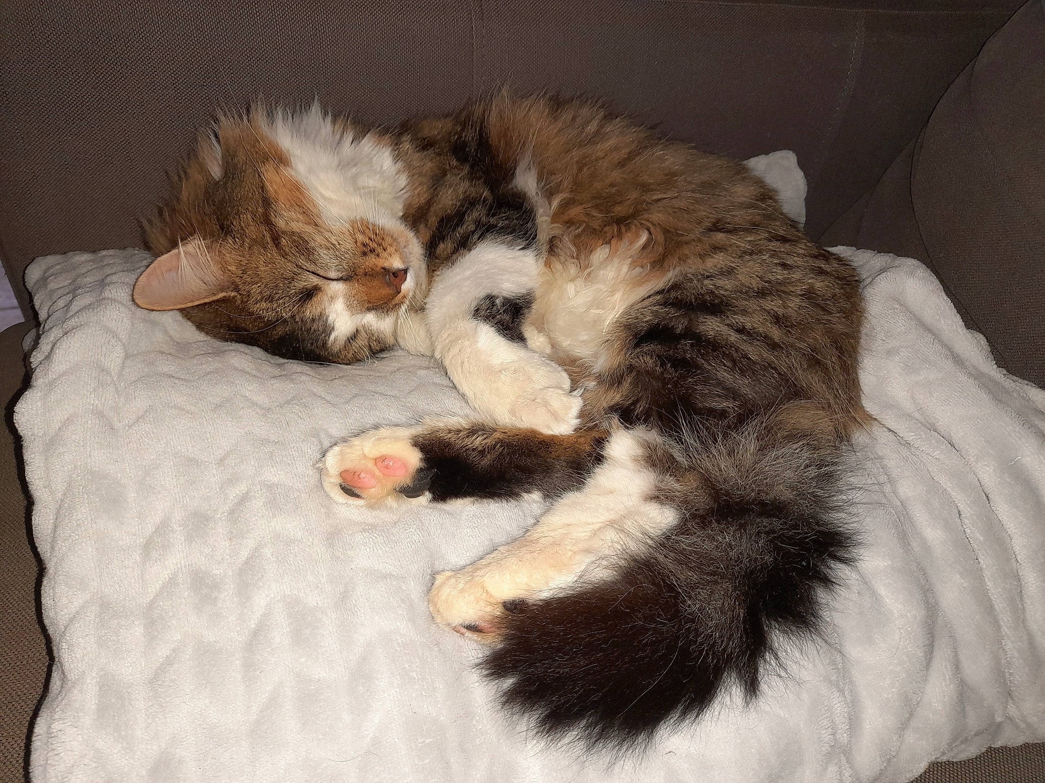 Rebelle participe au concours pour gagner de l'argent avec cette photo : carnivore, cat, claw, comfort, domestic_short_haired_cat, fawn, felidae, foot, fur, nap, paw, sleep, small_to_medium_sized_cats, snout, tail, whiskers