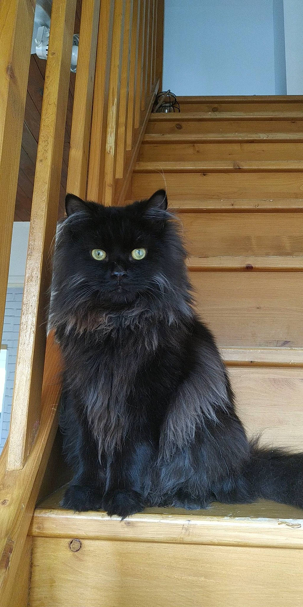 Picasso a rejoint le concours — aidez-le/la à gagner de superbes lots ! asian_semi_longhair, black_cat, bombay, british_longhair, british_semi_longhair, carnivore, cat, cymric, domestic_long_haired_cat, fawn, felidae, fur, maine_coon, mammal, nebelung, norwegian_forest_cat, persian, small_to_medium_sized_cats, whiskers