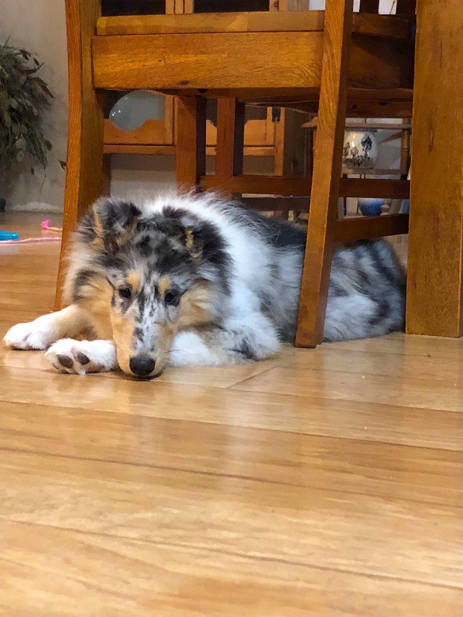 Nova joined the competition — help win amazing prizes! australian_shepherd, canidae, carnivore, collie, companion_dog, dog, dog_breed, floor, flooring, hardwood, mammal, rough_collie, scotch_collie, shetland_sheepdog, smooth_collie, wood