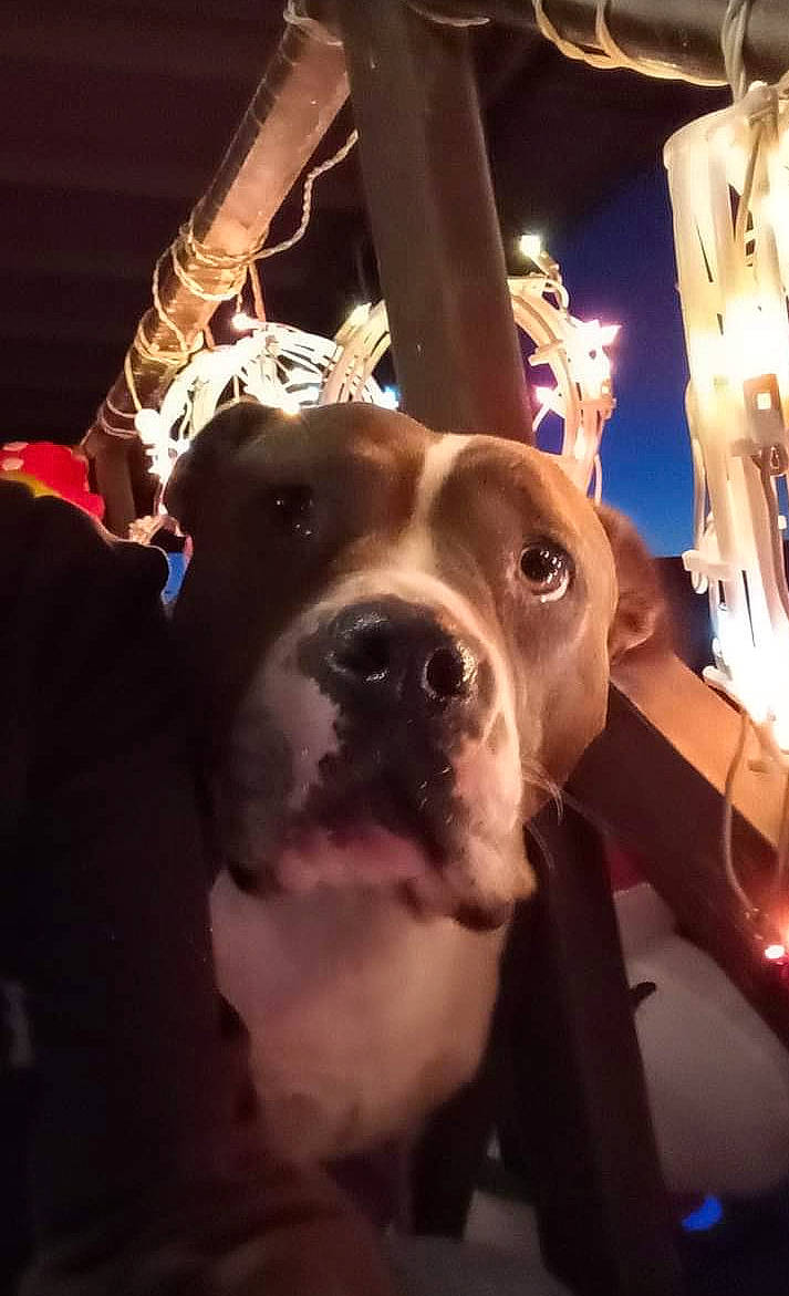 Georgia joined the competition — help win amazing prizes! canidae, carnivore, collar, companion_dog, dog, dog_breed, dog_collar, ear, eyewear, fawn, fur, guard_dog, hat, metal, night, selfie, smile, sporting_group, whiskers, working_animal