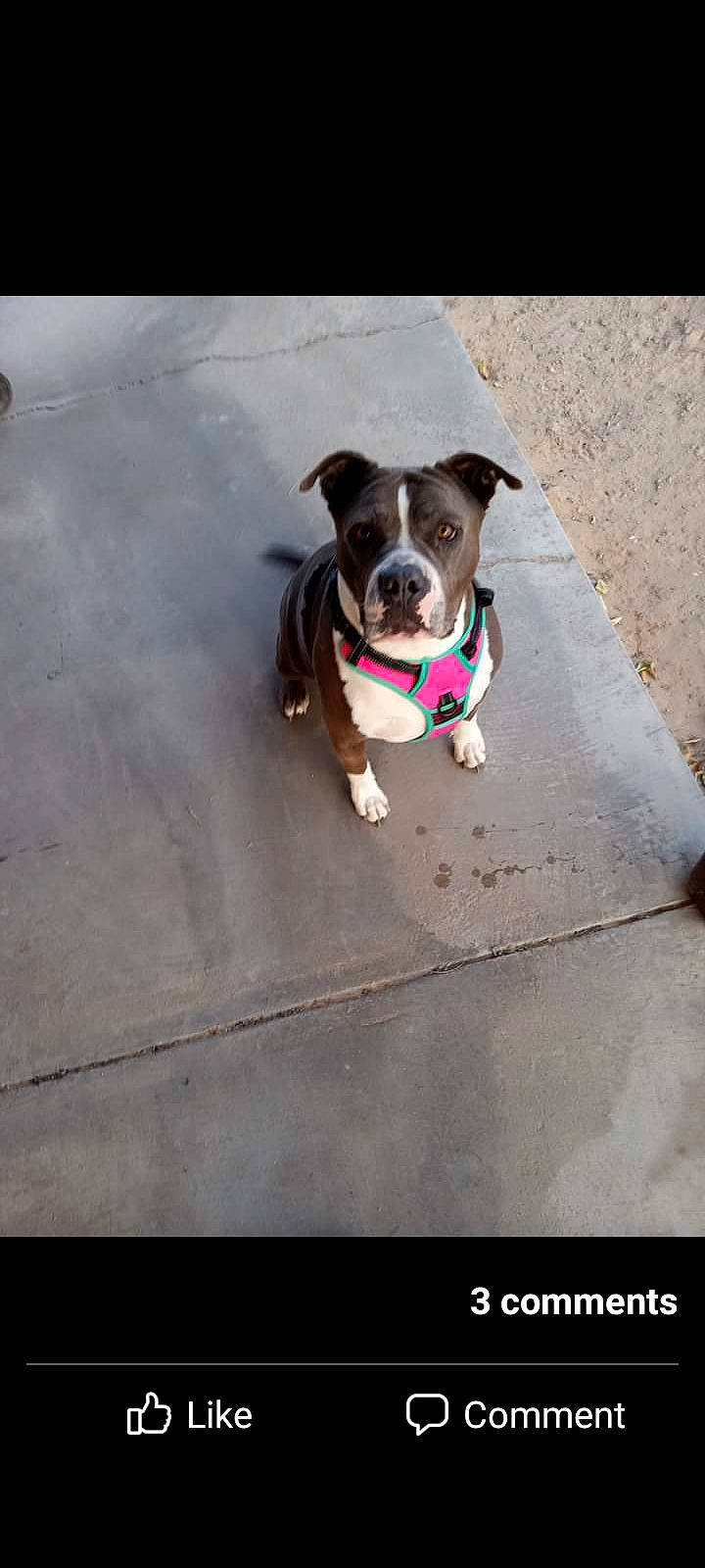 Georgia joined the competition — help win amazing prizes! asphalt, canidae, carnivore, collar, companion_dog, concrete, dog, dog_breed, dog_clothes, dog_collar, dog_supply, fashion_accessory, fawn, leash, pet_supply, road_surface, snout, sporting_group, tail, working_animal