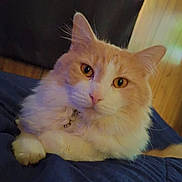 Ollie is registered to the contest to win money with this photo: animal, blanket, cat, close_up, collar, cozy, curtains, cute, feline, fluffy, indoor, looking_at_camera, orange_and_white, paw, pet, portrait, relaxed, soft_fur, whiskers, wooden_wall