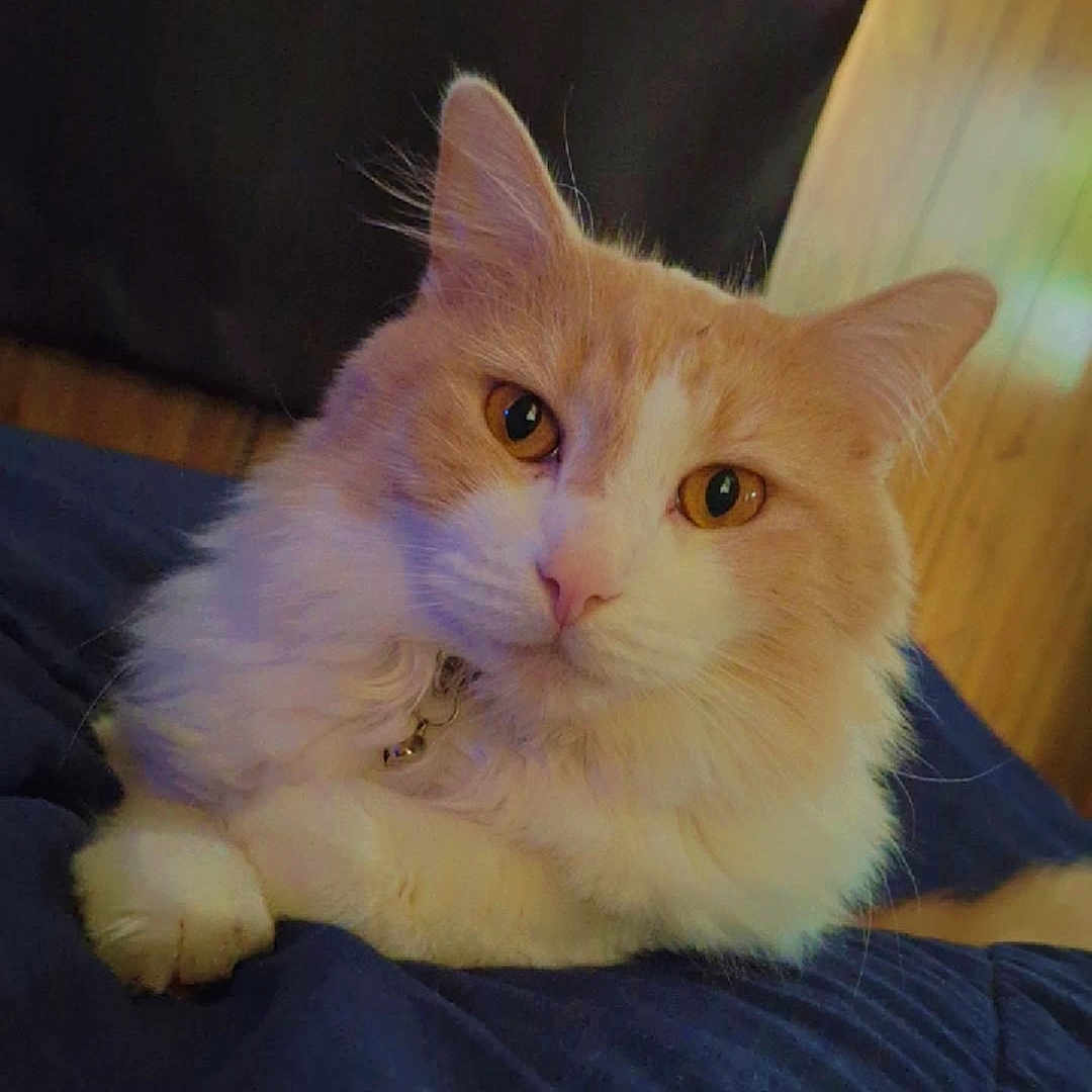 Ollie is registered to the contest to win money with this photo: animal, blanket, cat, close_up, collar, cozy, curtains, cute, feline, fluffy, indoor, looking_at_camera, orange_and_white, paw, pet, portrait, relaxed, soft_fur, whiskers, wooden_wall