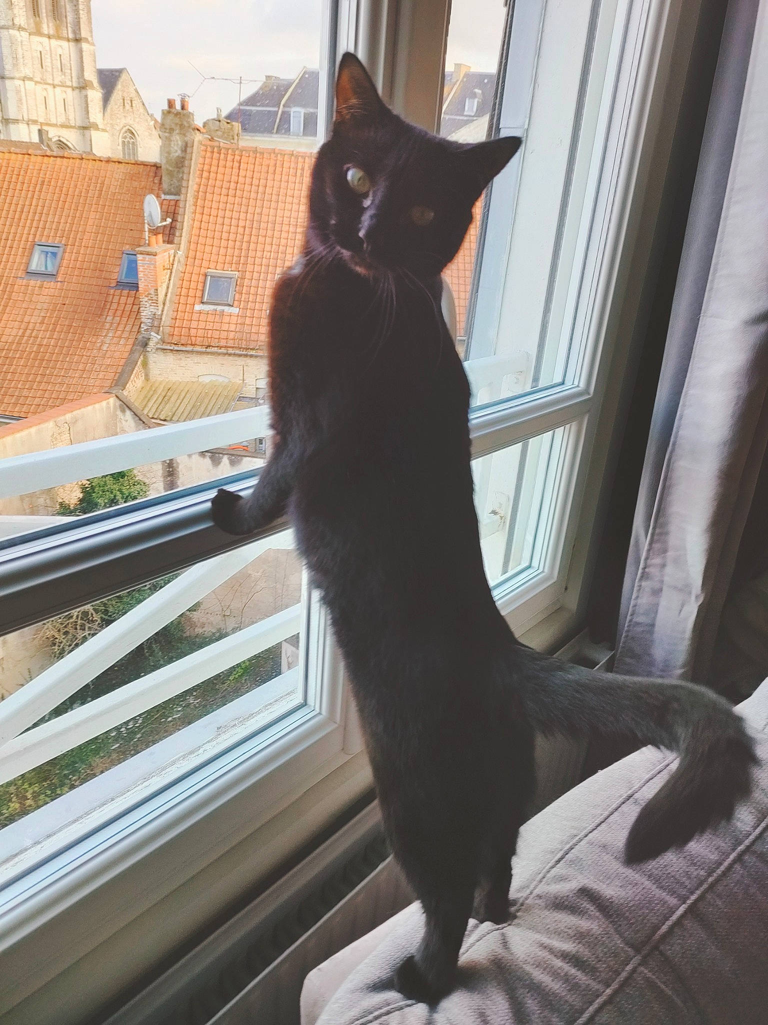 Salème a rejoint le concours — aidez-le/la à gagner de superbes lots ! black_cat, bombay, carnivore, cat, claw, comfort, domestic_short_haired_cat, felidae, fur, human_leg, light, shadow, small_to_medium_sized_cats, snout, tail, tints_and_shades, tree, whiskers, window, windshield