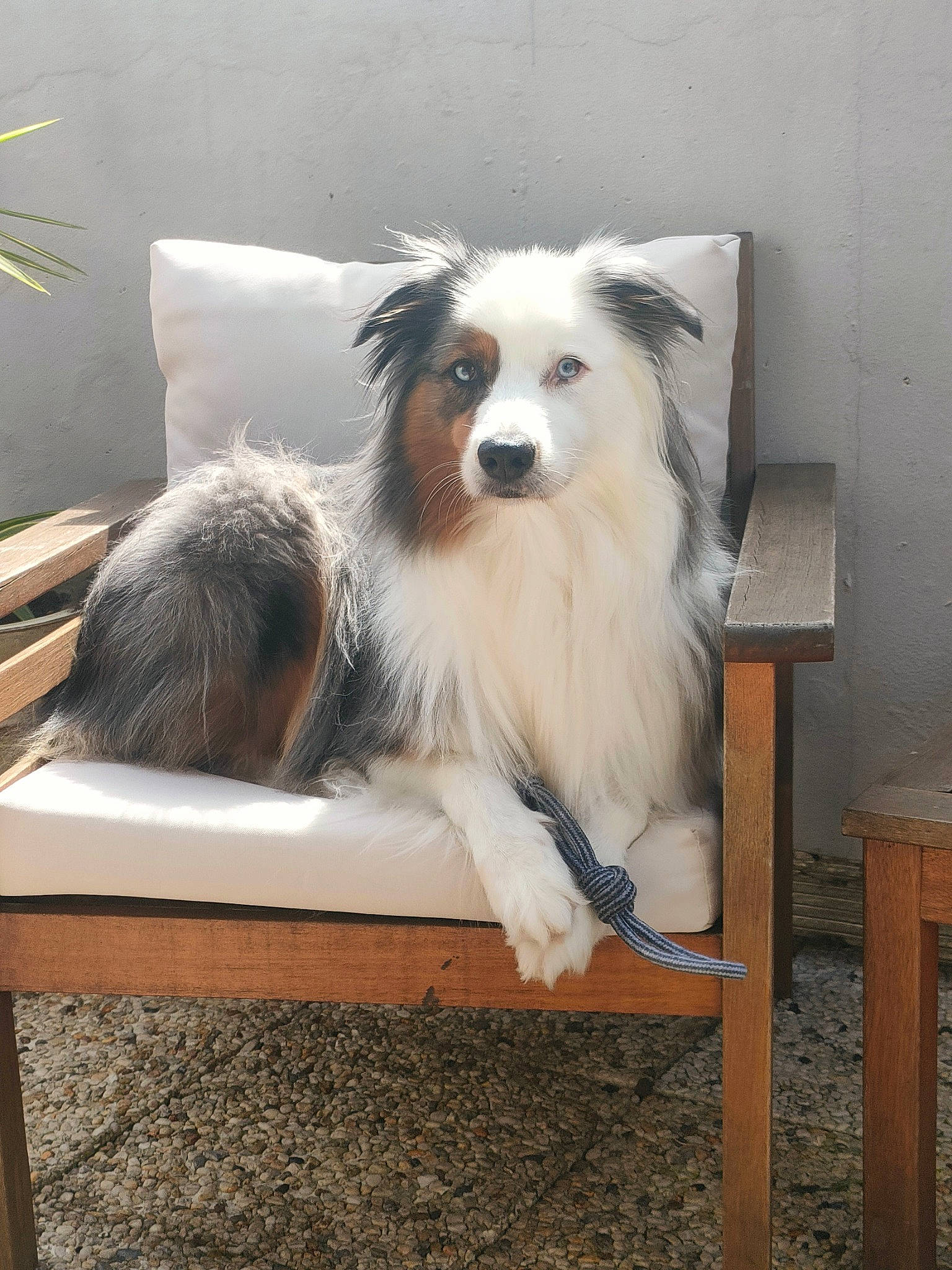 Neige participe au concours pour gagner de l'argent avec cette photo : ancient_dog_breeds, canidae, carnivore, companion_dog, dog, dog_breed, dog_supply, fur, herding_dog, non_sporting_group, snout, sporting_group, stool, table, tail, toy_dog, whiskers, wood, working_dog