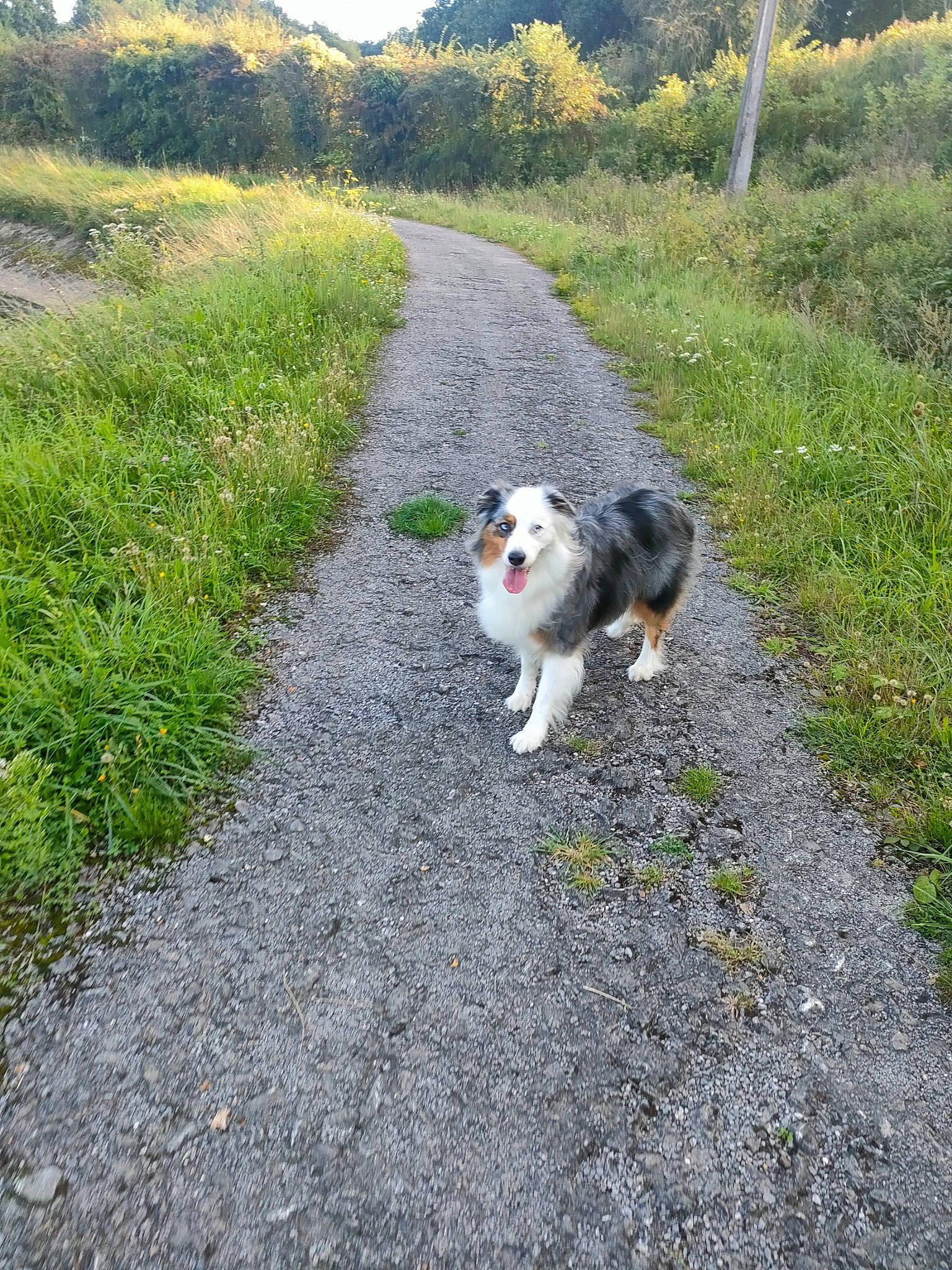 Neige a rejoint le concours — aidez-le/la à gagner de superbes lots ! asphalt, canidae, carnivore, companion_dog, dog, dog_breed, grass, herding_dog, hill, landscape, plant, road, road_surface, sky, soil, sporting_group, tail, tree, working_animal, working_dog