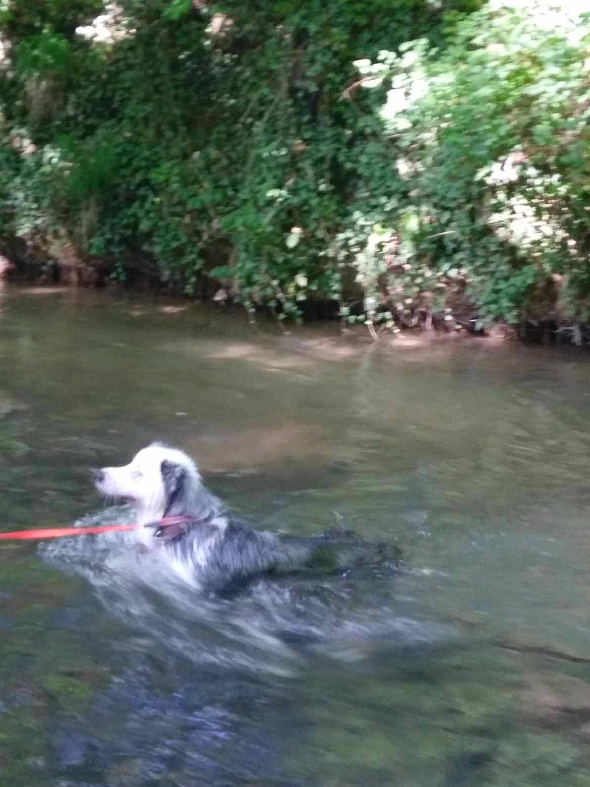 Neige participe au concours pour gagner de l'argent avec cette photo : canidae, carnivore, creek, dog, dog_breed, fluvial_landforms_of_streams, forest, jungle, lake, natural_landscape, plant, pond, recreation, riparian_zone, sporting_group, spring, stream, water, wetland, working_animal