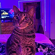 Fiona joined the competition — help win amazing prizes! cat, tabby_cat, indoor, bed, blanket, purple_light, led_lights, television, furniture, whiskers, pet, animal, striped_fur, closeup, portrait, domestic_cat, relaxing, cozy, room, night