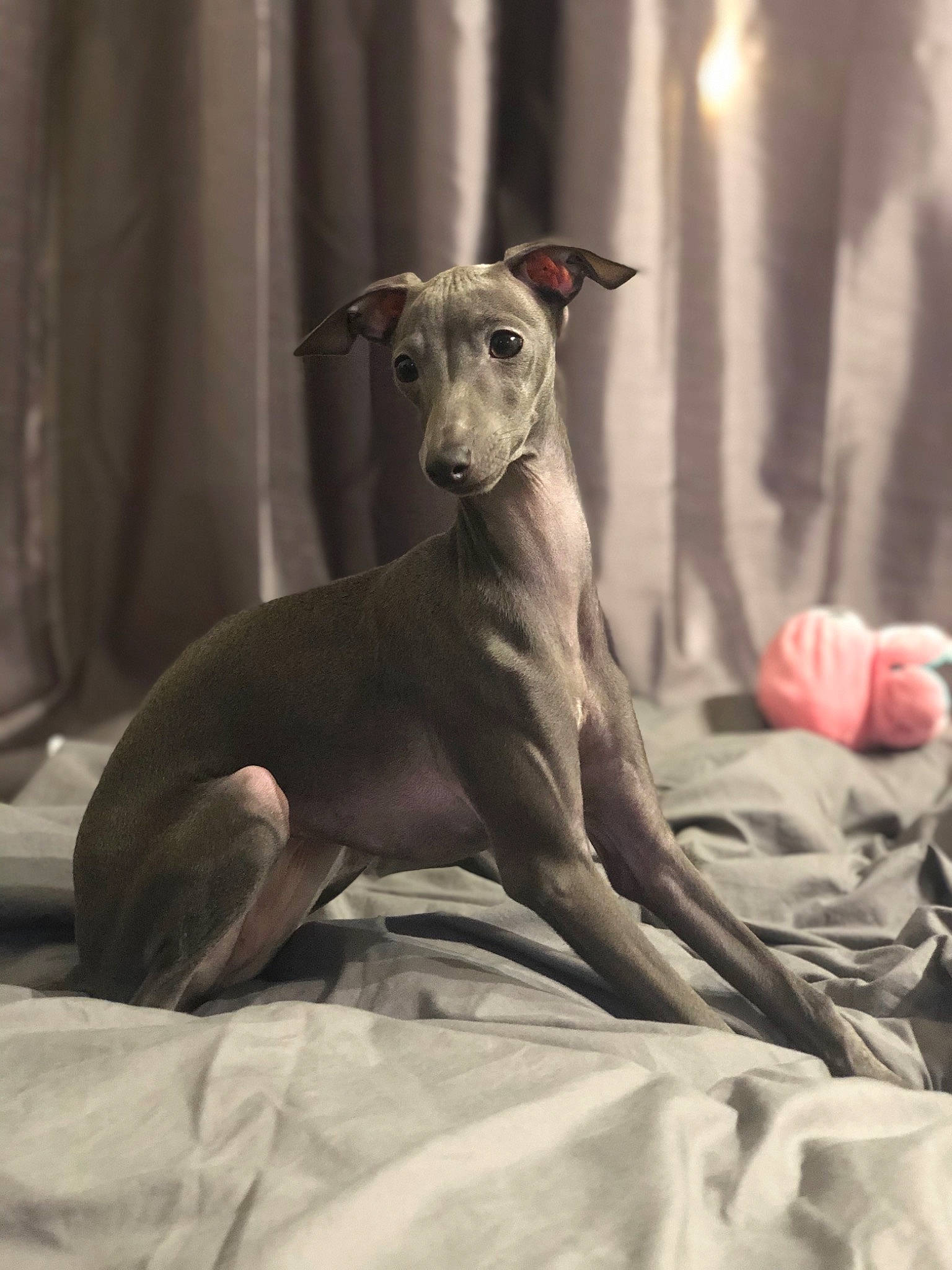 Joy participe au concours pour gagner de l'argent avec cette photo : canidae, carnivore, comfort, companion_dog, dog, dog_breed, dog_supply, fawn, grey, magyar_agar, non_sporting_group, pet_supply, rampur_greyhound, sighthound, snout, sporting_group, terrestrial_animal, toy_dog, working_animal