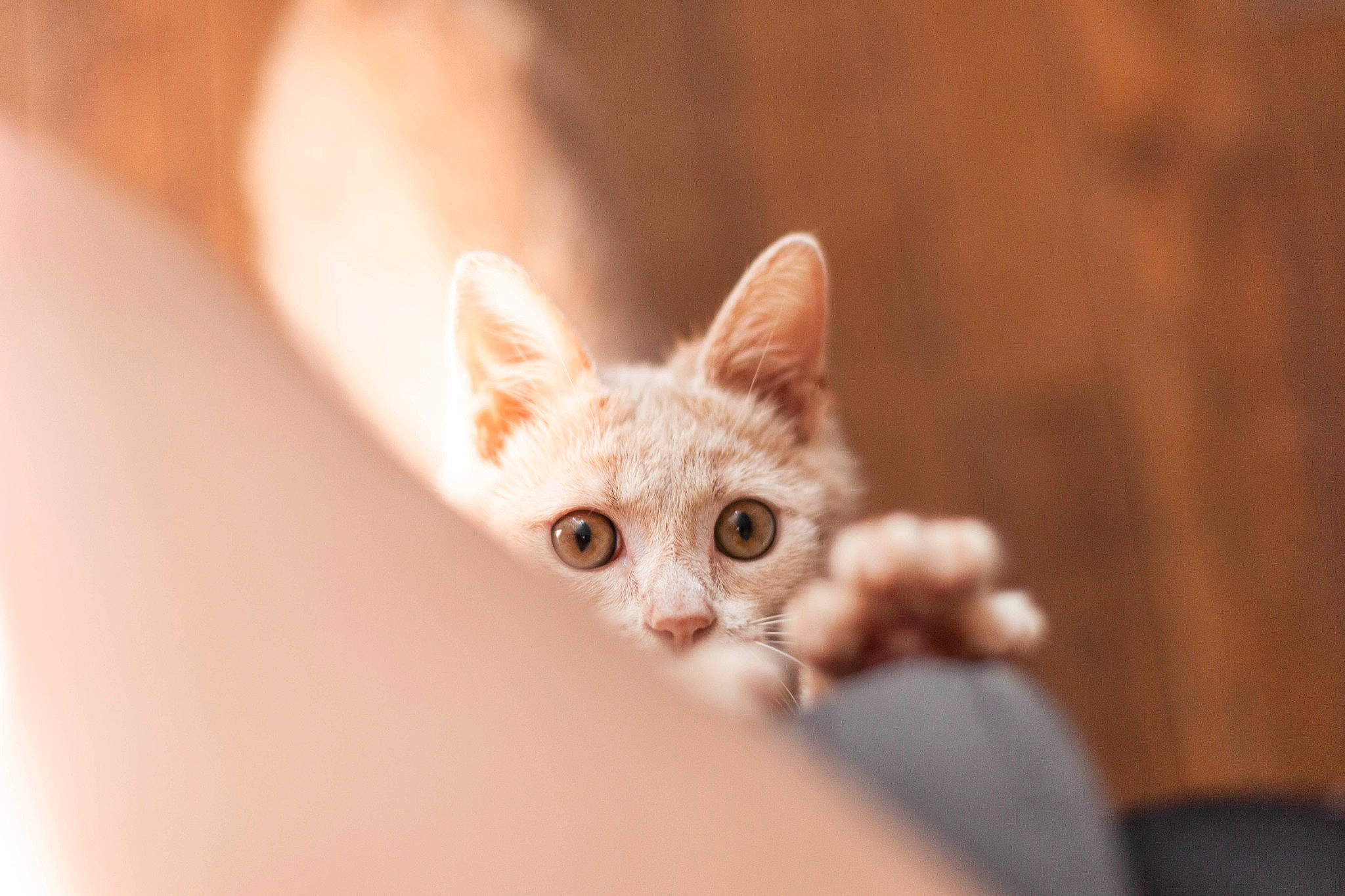 Dwight participe au concours pour gagner de l'argent avec cette photo : arabian_mau, asian, carnivore, cat, devon_rex, domestic_short_haired_cat, ear, european_shorthair, fawn, felidae, german_rex, kitten, mammal, munchkin, ojos_azules, singapura, skin, small_to_medium_sized_cats, turkish_angora, whiskers