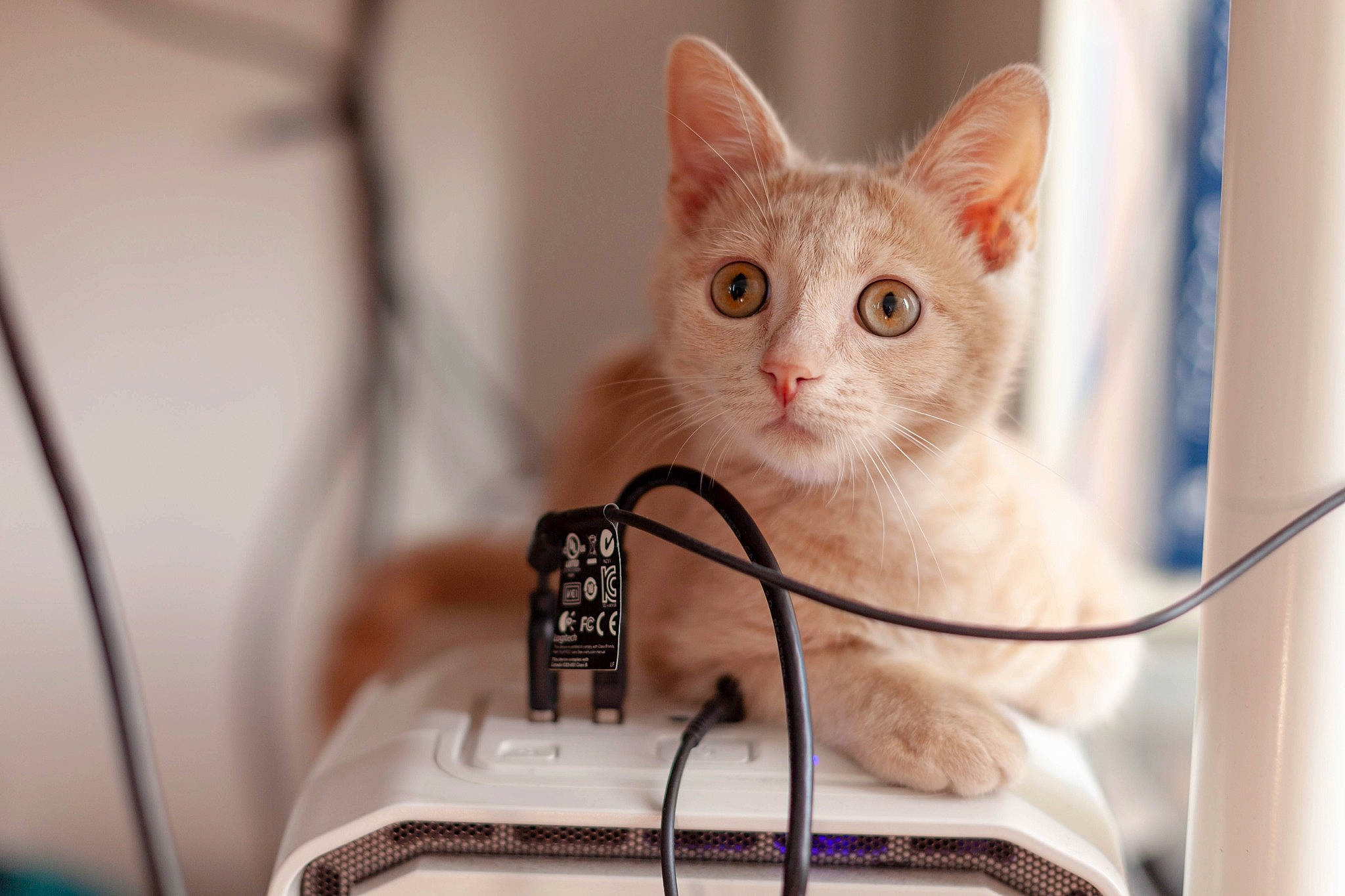 Dwight participe au concours pour gagner de l'argent avec cette photo : aegean_cat, asian, burmilla, carnivore, cat, colorpoint_shorthair, domestic_short_haired_cat, ear, fawn, felidae, khao_manee, kitten, mammal, ojos_azules, singapura, small_to_medium_sized_cats, turkish_angora, turkish_van, whiskers