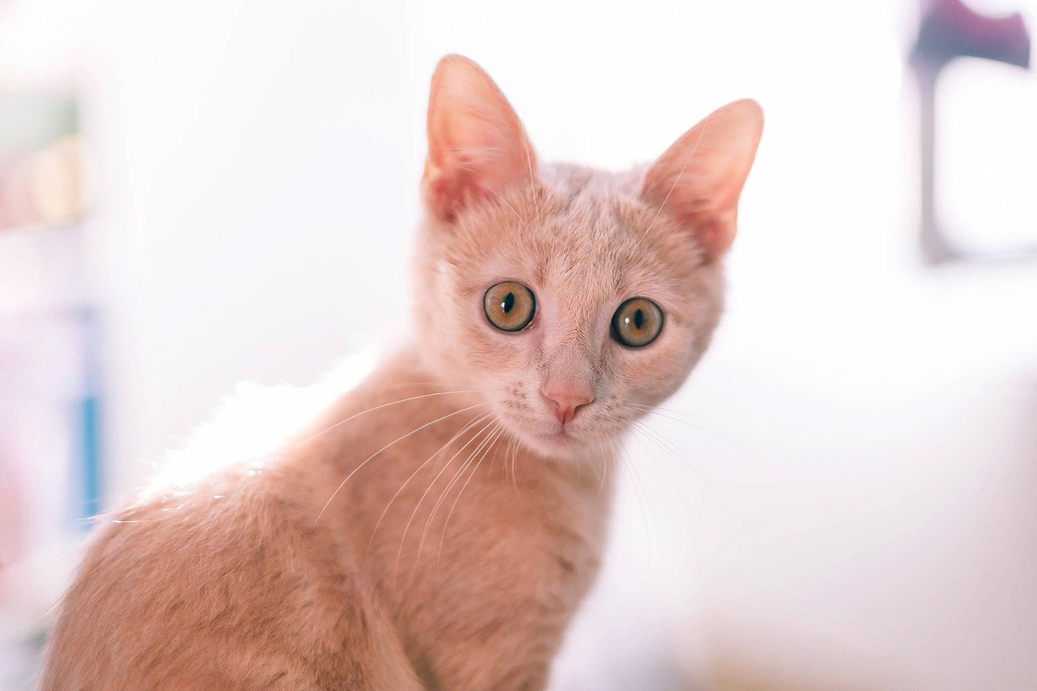 Dwight participe au concours pour gagner de l'argent avec cette photo : aegean_cat, arabian_mau, asian, carnivore, cat, domestic_short_haired_cat, ear, european_shorthair, eye, fawn, felidae, german_rex, kitten, mammal, ojos_azules, small_to_medium_sized_cats, snout, turkish_angora, vertebrate, whiskers