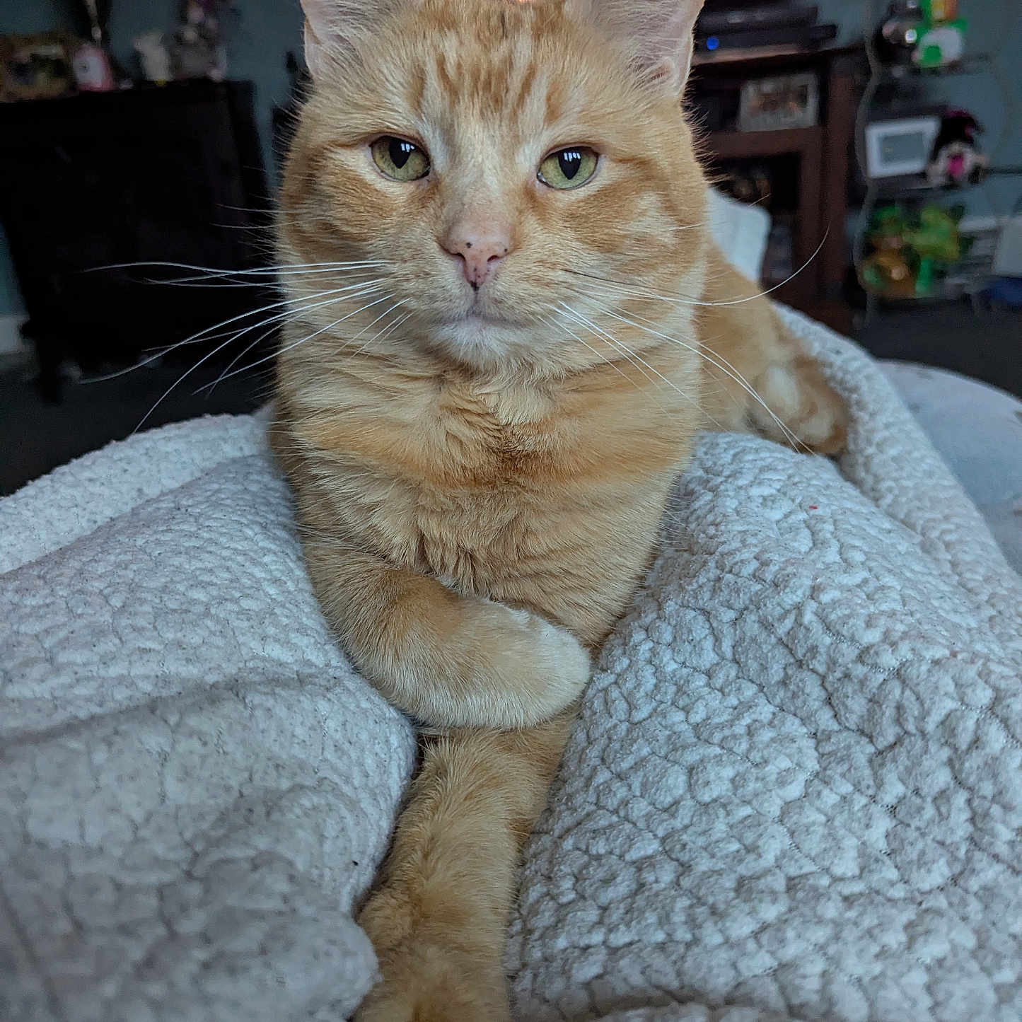Cheddar